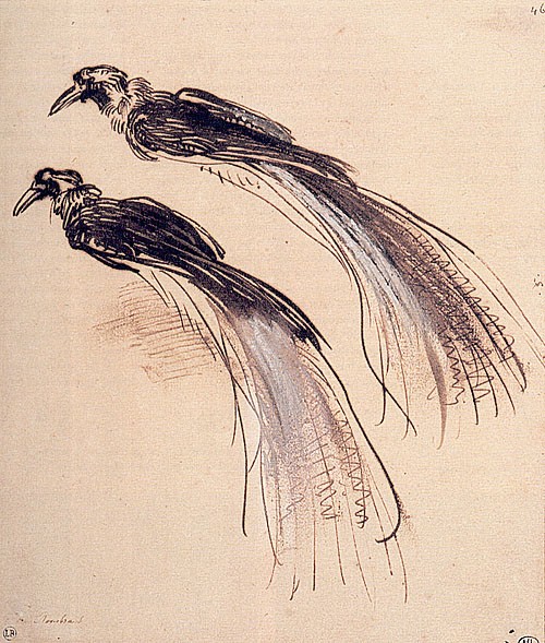 画名: 天堂鸟 two studies of a bird of paradise        林布兰特